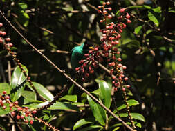 Image of Sarcopera sessiliflora (Triana & Planch.) H. G. Bedell