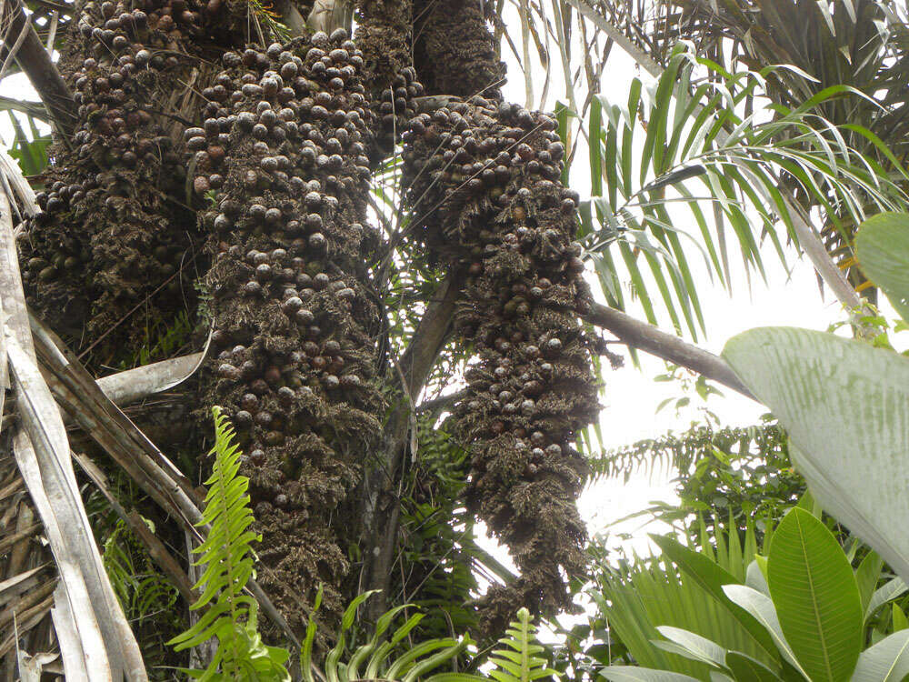 Image of raffia palm