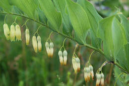 Image of smooth Solomon's seal