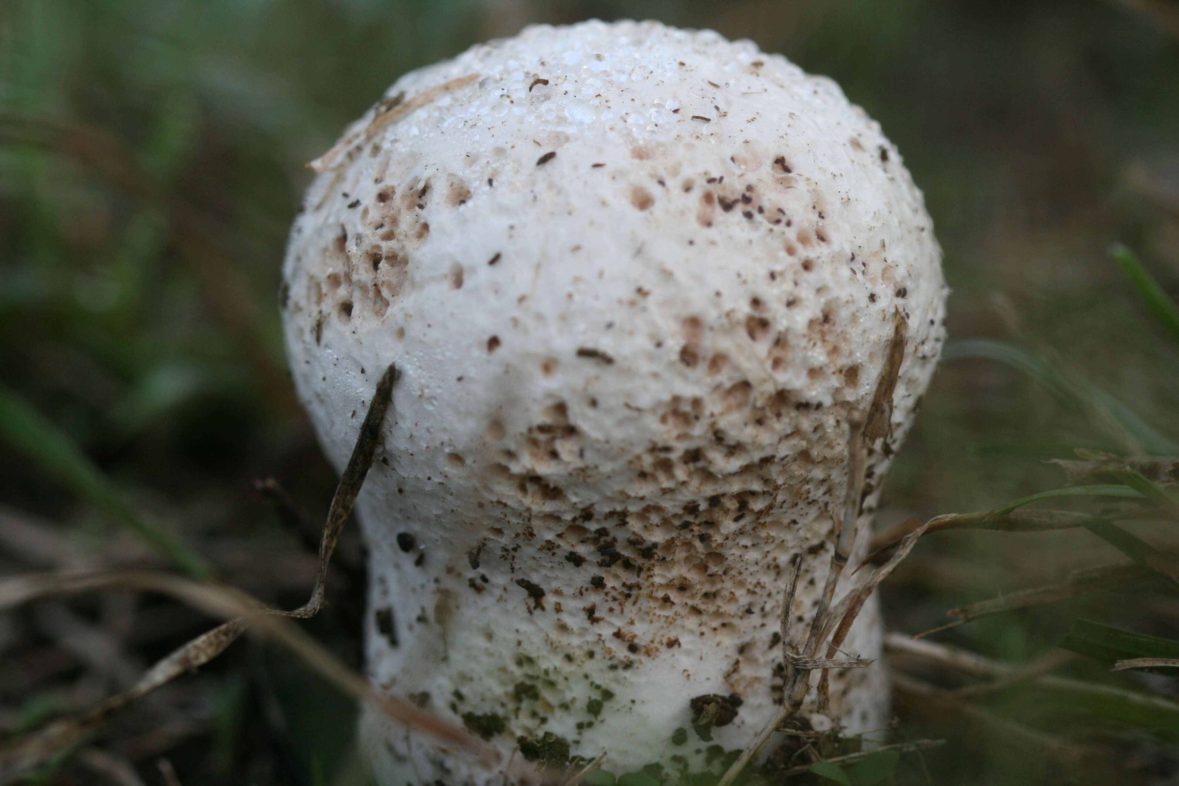 Image of Calvatia lilacina (Mont. & Berk.) Henn. 1904