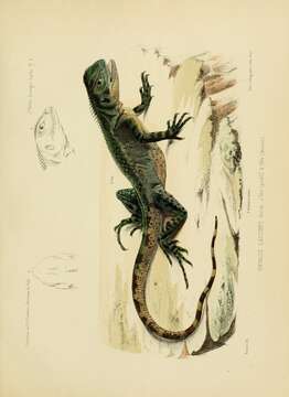 Image of Bocourt's Dwarf Iguana
