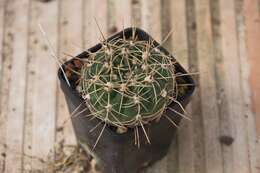 Image of Cactaceae