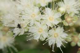 Image of Lemon Myrtle