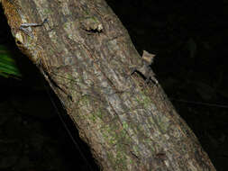 Image of helmet lizards