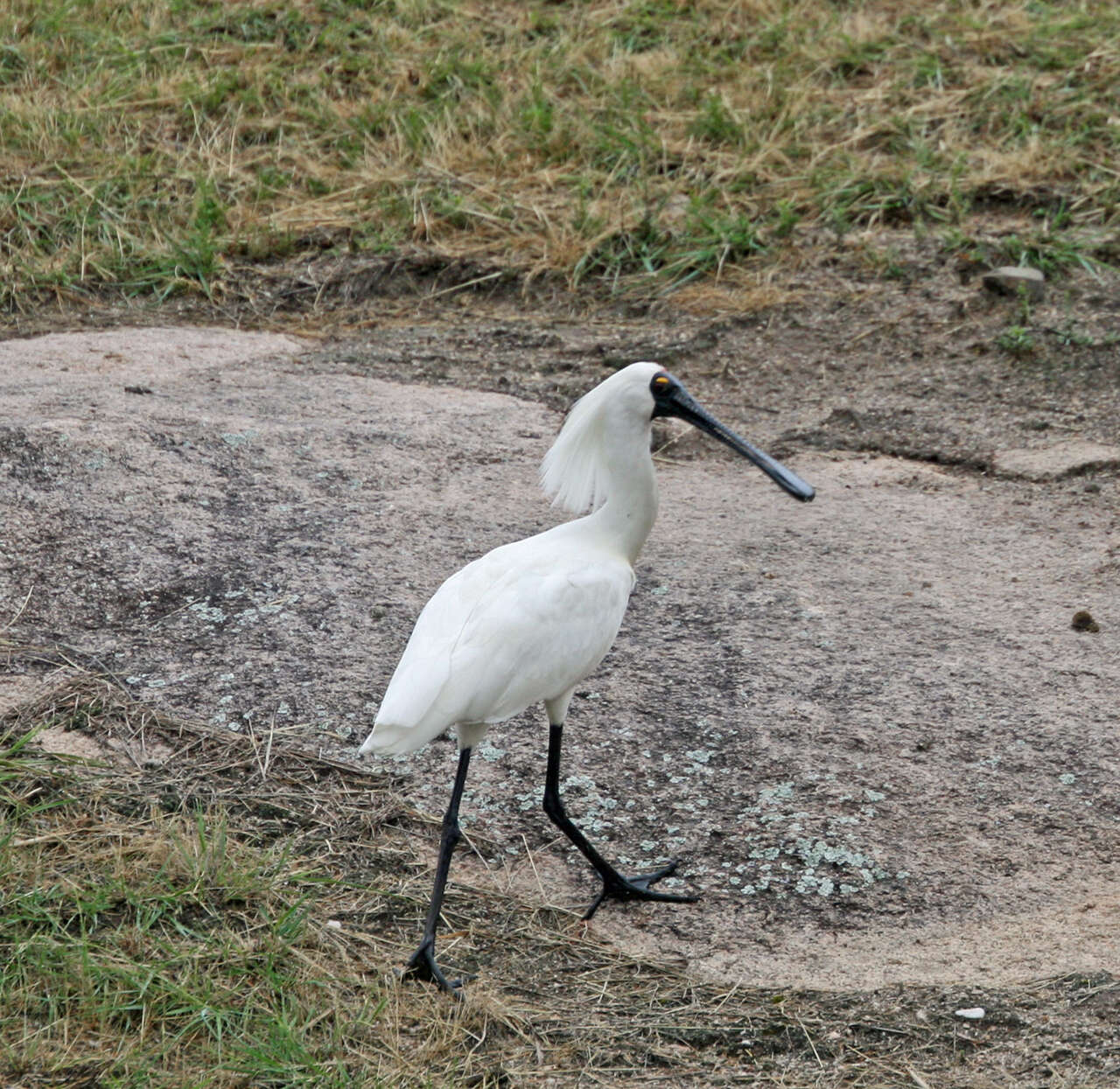 Image of Platalea Linnaeus 1758