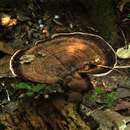 Image of Ganoderma