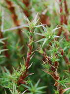 Sivun Richea acerosa (Lindley) F. Muell. kuva