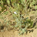 Image of southwestern pricklypoppy