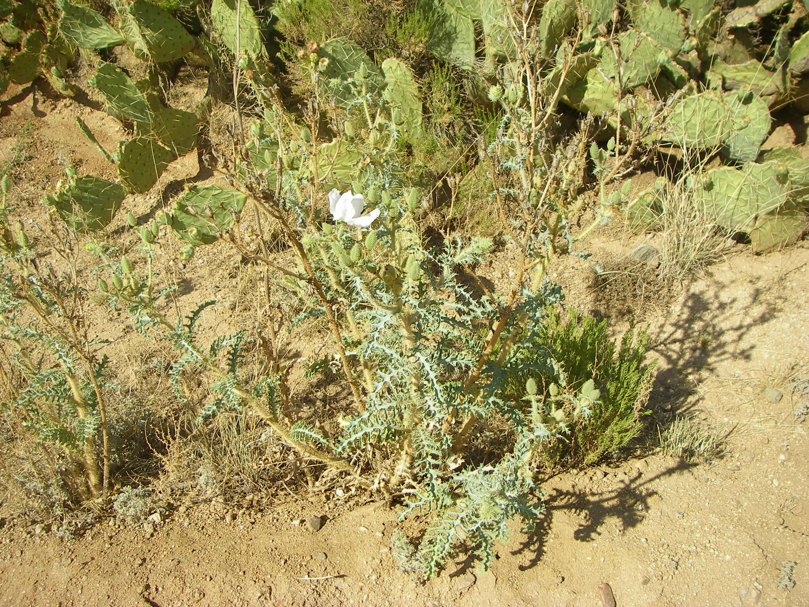 Image of southwestern pricklypoppy