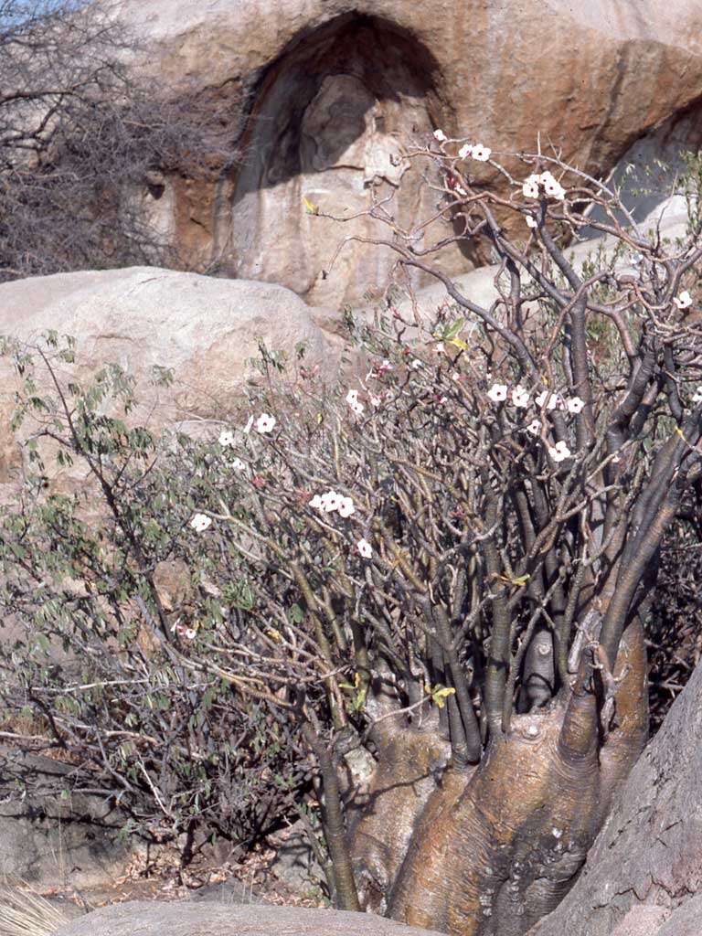 Image de Adenium obesum (Forsk.) Roem. & Schult.