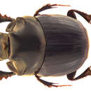 Image of Caccobius (Caccobius) scheuerni Cambefort 1990