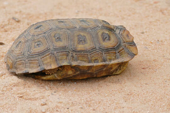 Image of Speke's Hinged Tortoise