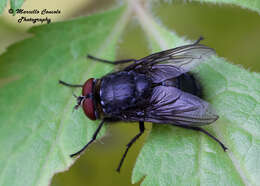 Image of blow flies