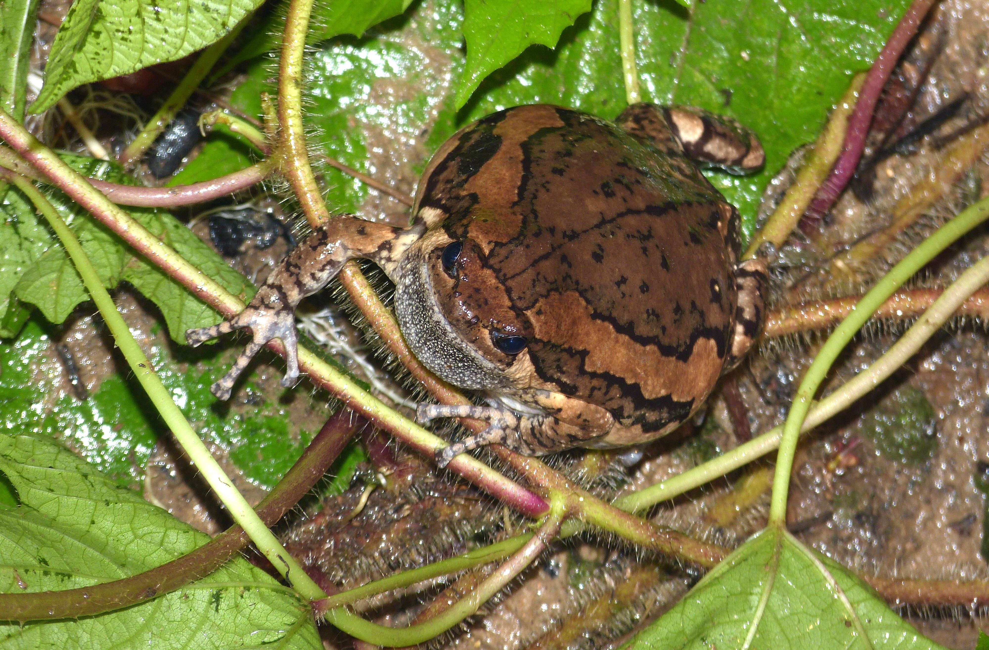 Image of Banded Bullfrog