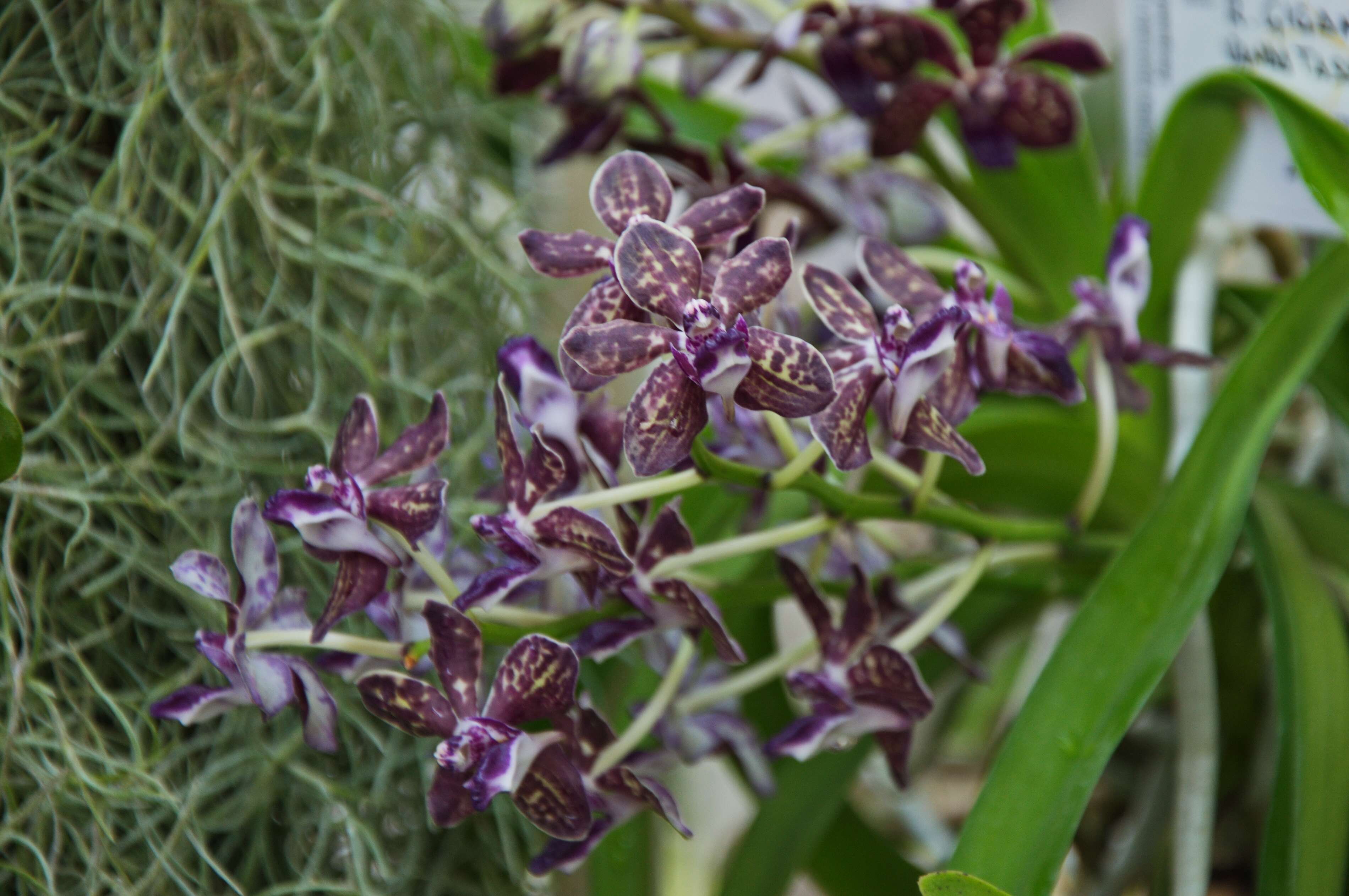 Слика од Orchidaceae