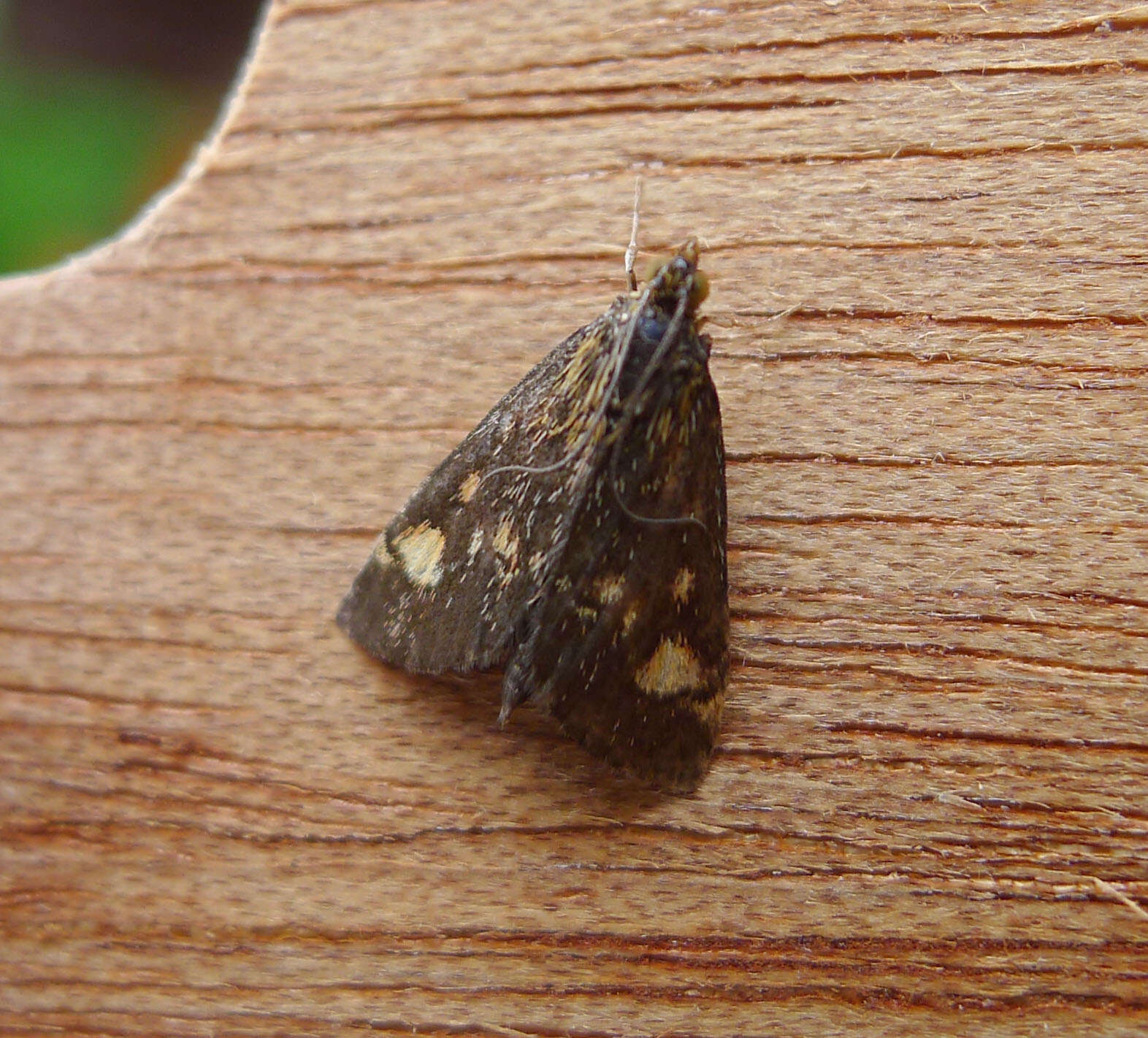 Image of Mint moth