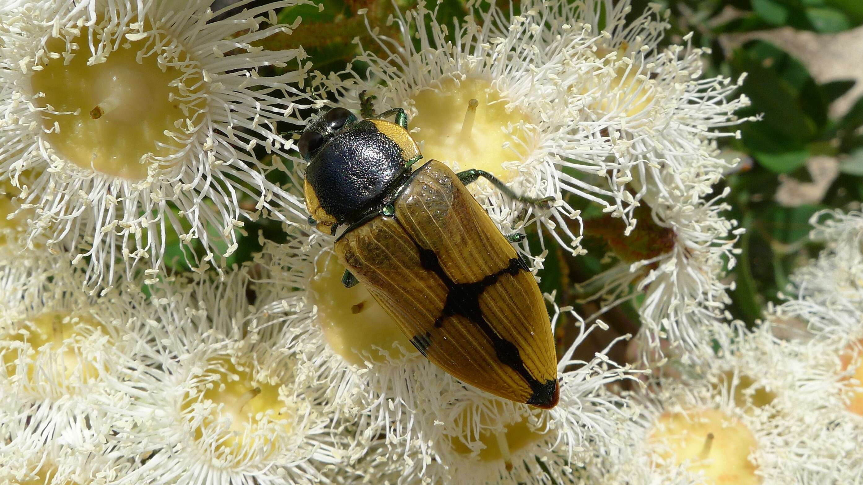 Image of Temognatha variabilis (Donovan 1805)