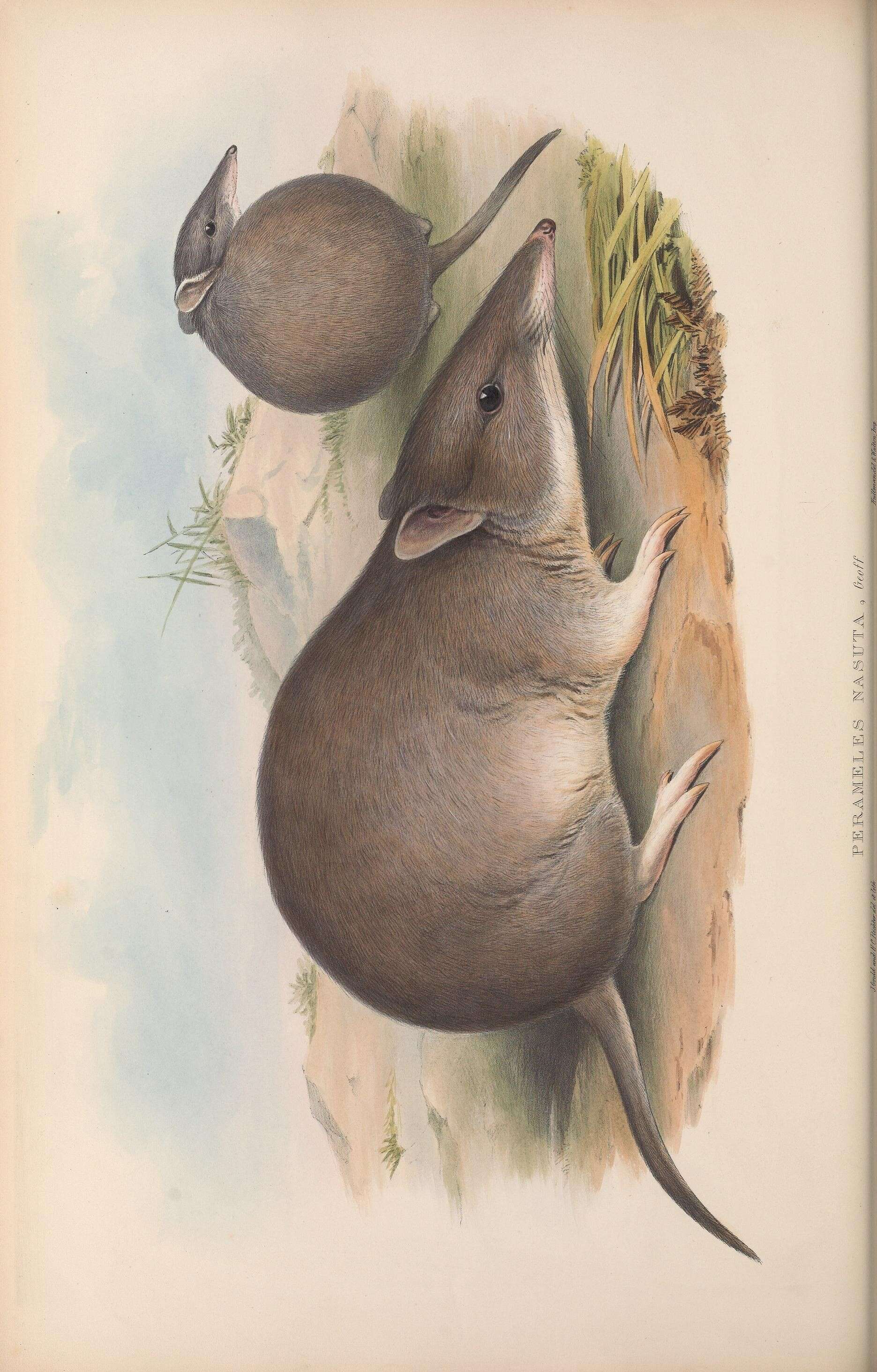 Image of Peramelinae Gray 1825
