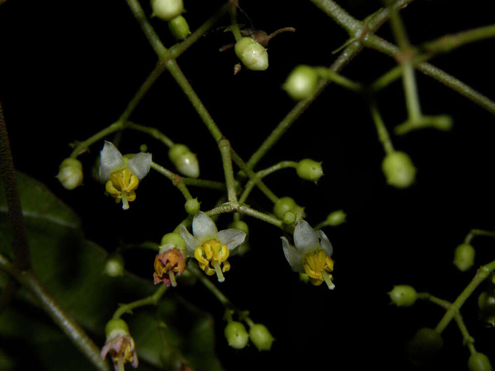 Image of Conostegia dissitiflora (Almeda) Kriebel