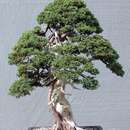 Image of Creeping Juniper