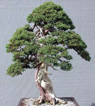 Image of Creeping Juniper