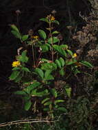 Image of heliopsis