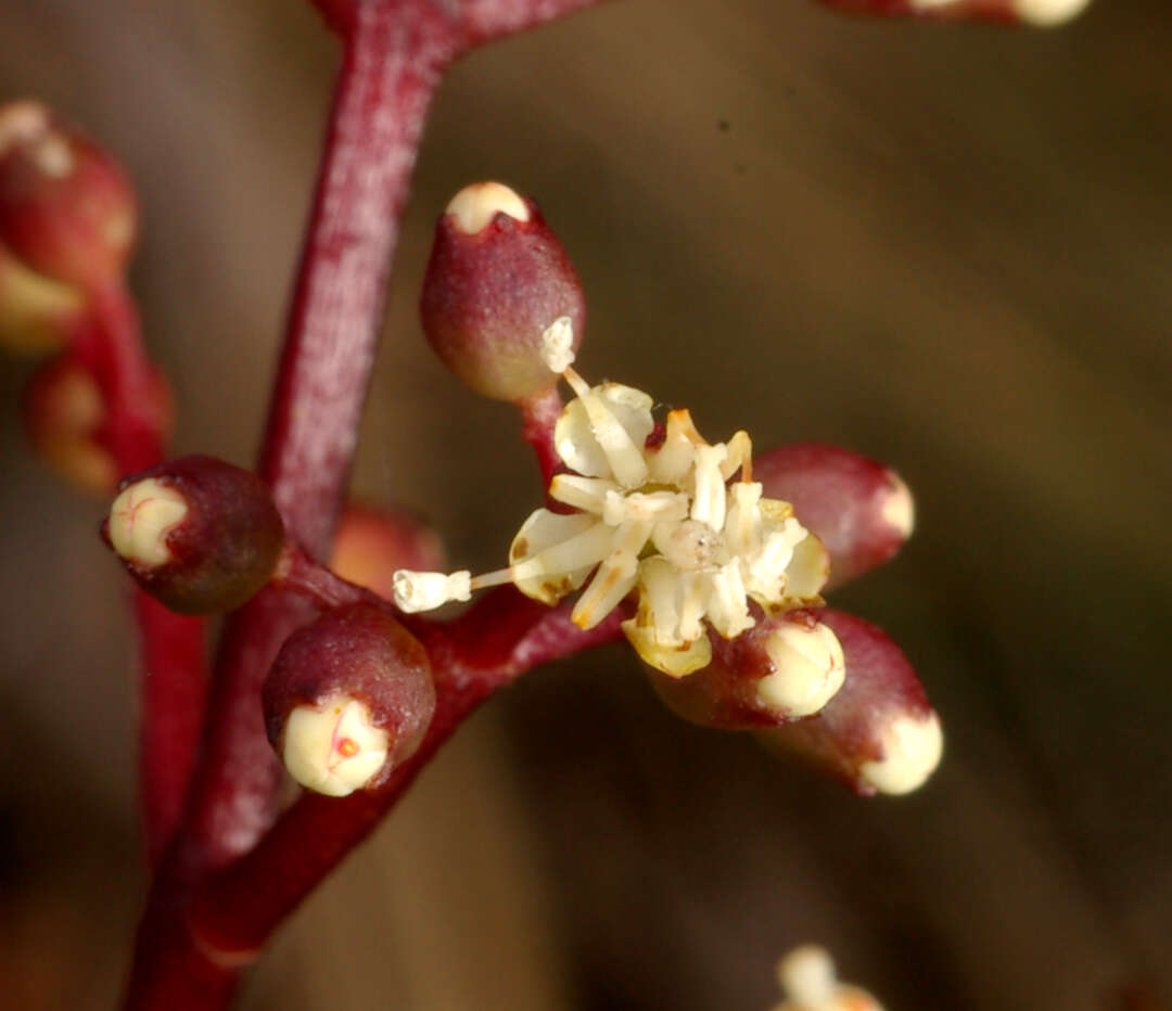 Image of Miconia