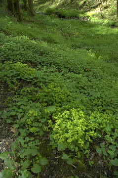 Plancia ëd Chrysosplenium oppositifolium L.