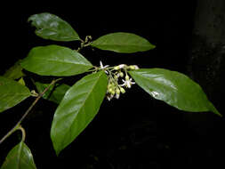 Image of Styrax glabratus Schott