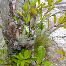 Image of Hydnophytum formicarum Jack