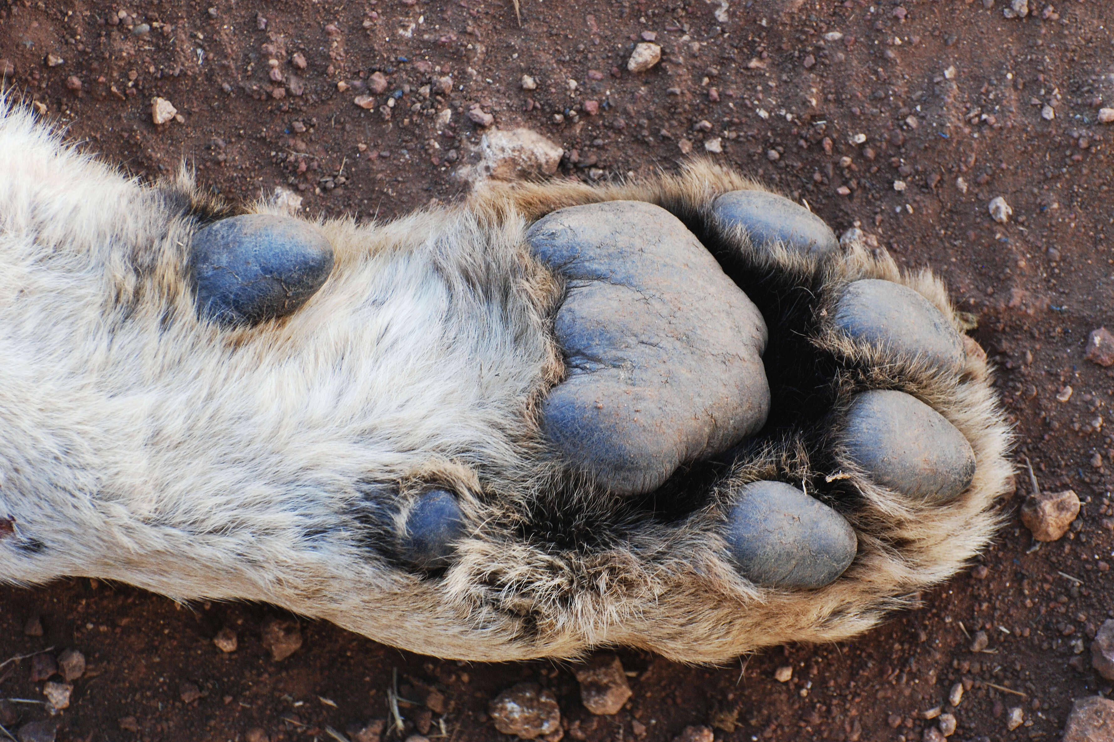 Image of African Lion