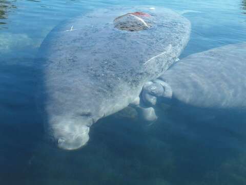 Image of manatees