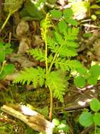 Image of rattlesnake fern