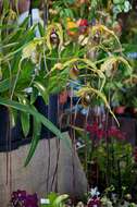 Image of Phragmipedium humboldtii (Warsz.) J. T. Atwood & Dressler