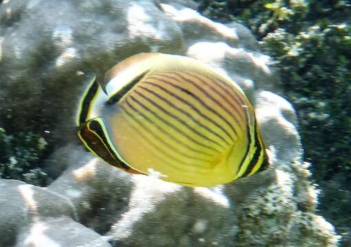 Image of Oval Butterflyfish