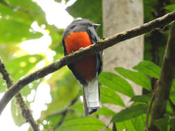 Image of Trogon Brisson 1760