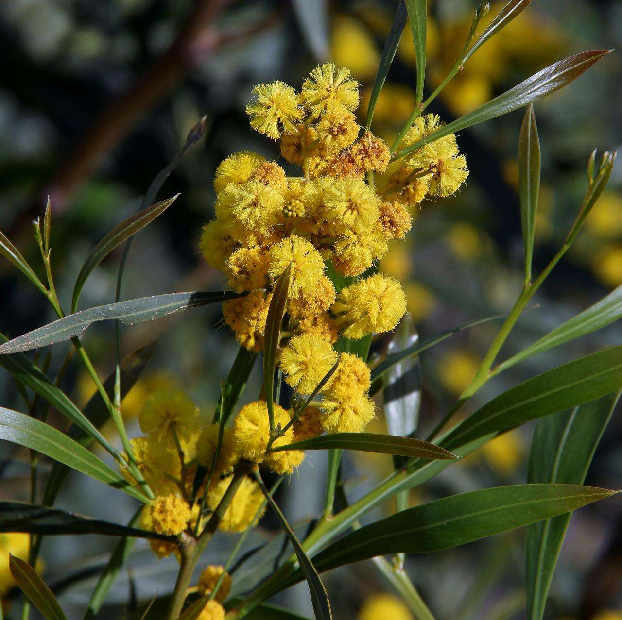 Sivun Acacia saligna (Labill.) H. L. Wendl. kuva