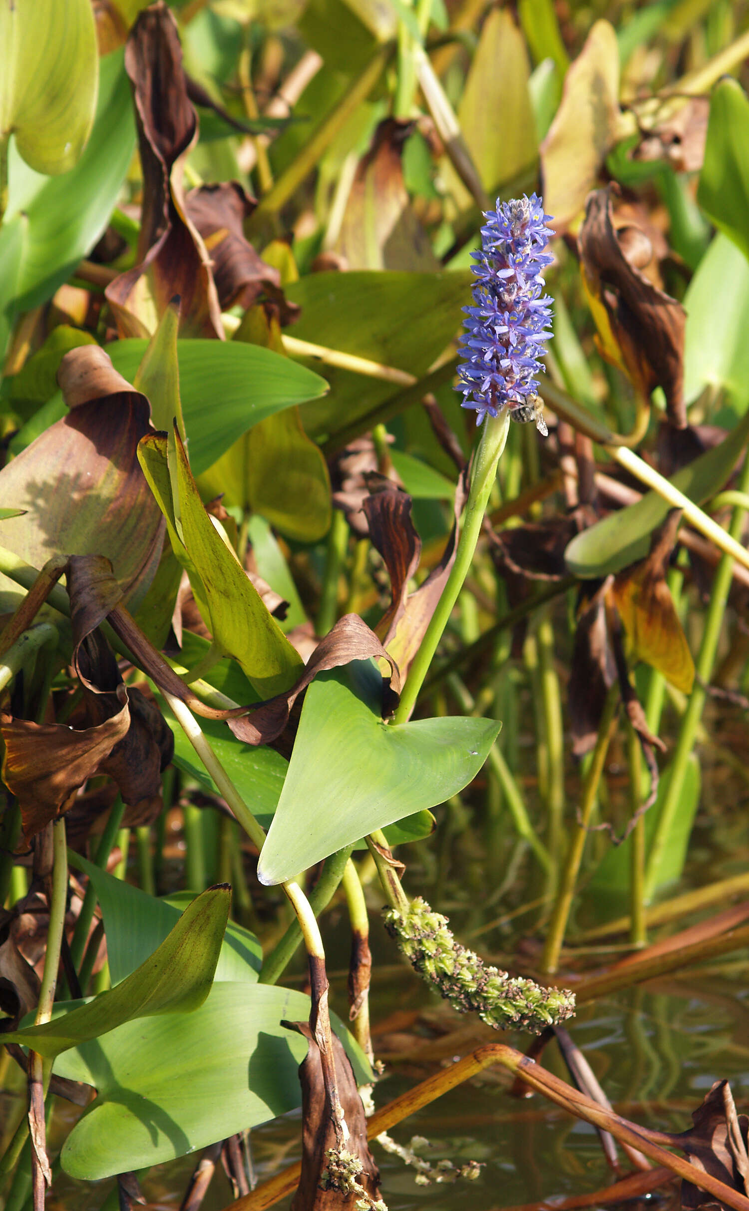 Image of pickerelweed