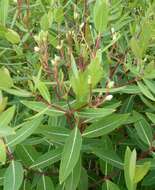 Image of dogbane