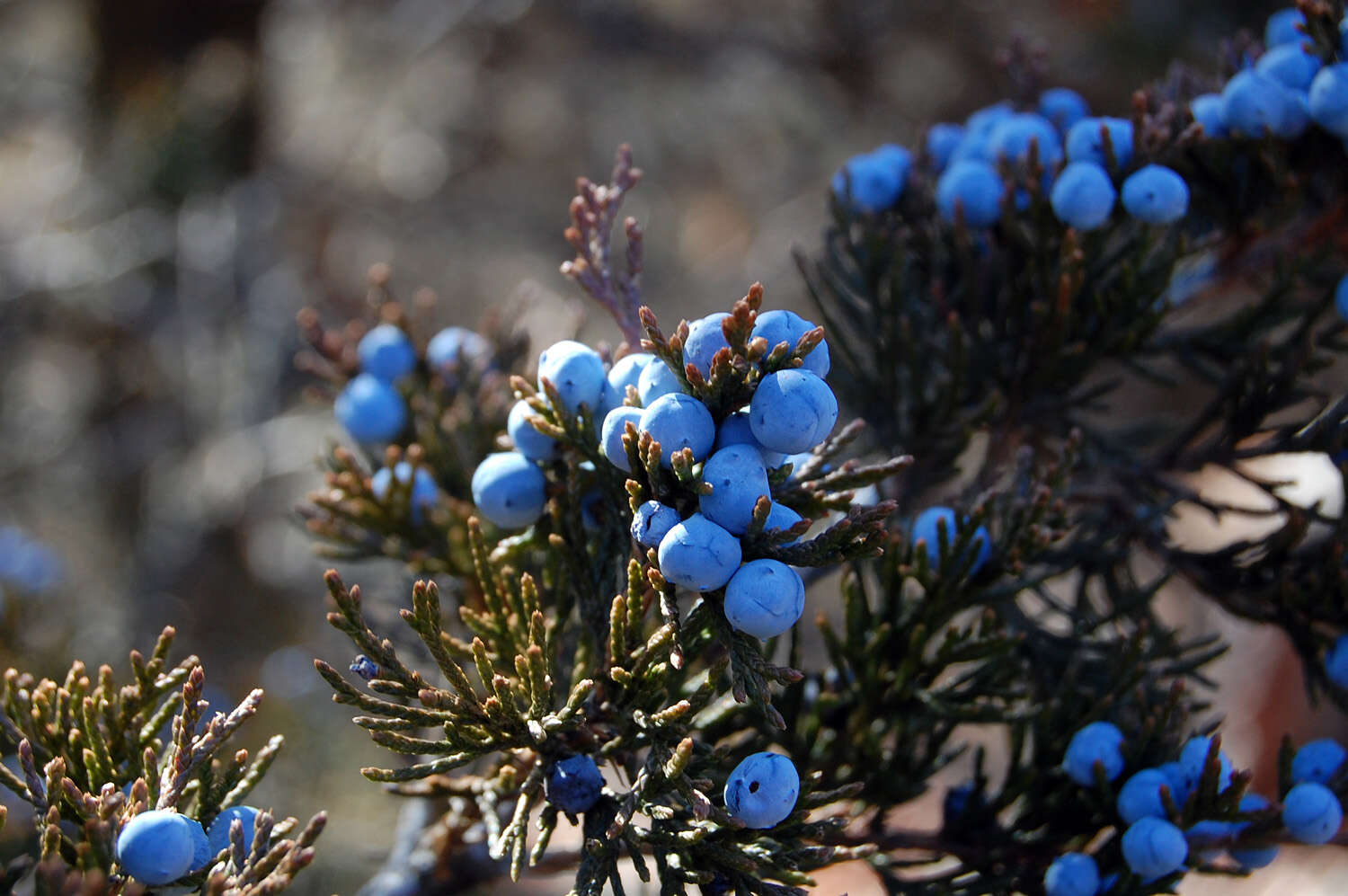 Image of juniper