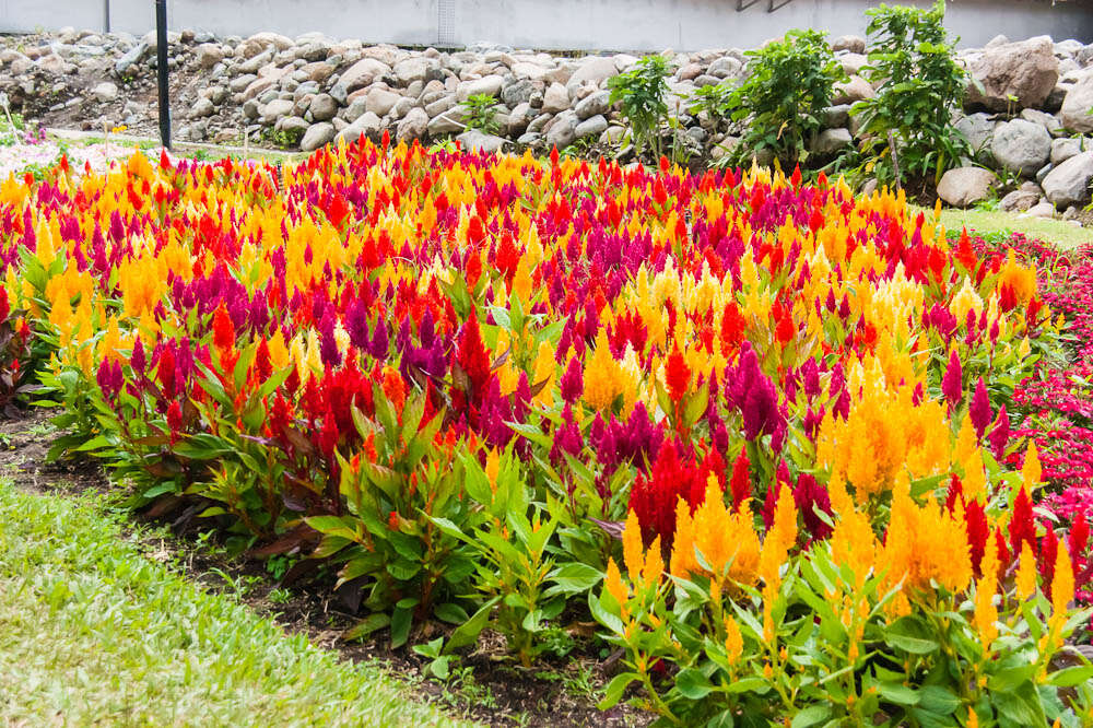 Imagem de Celosia argentea L.