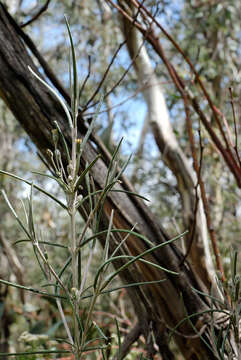 Olearia rosmarinifolia (DC.) Benth. resmi