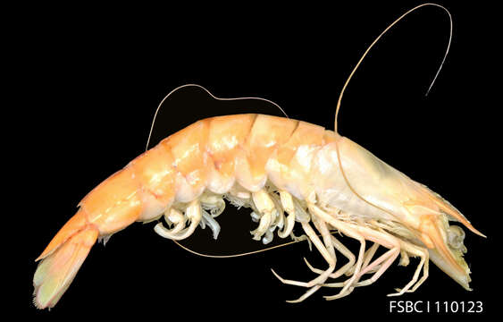 Image of penaeid shrimps