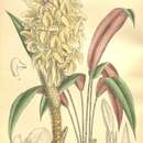 Image of Goeppertia angustifolia (Körn.) Borchs. & S. Suárez
