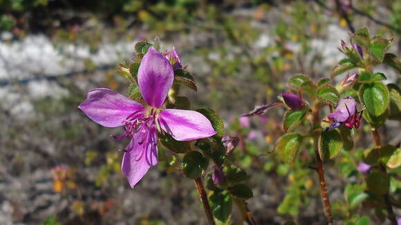 Image of Comolia ovalifolia (DC.) Triana