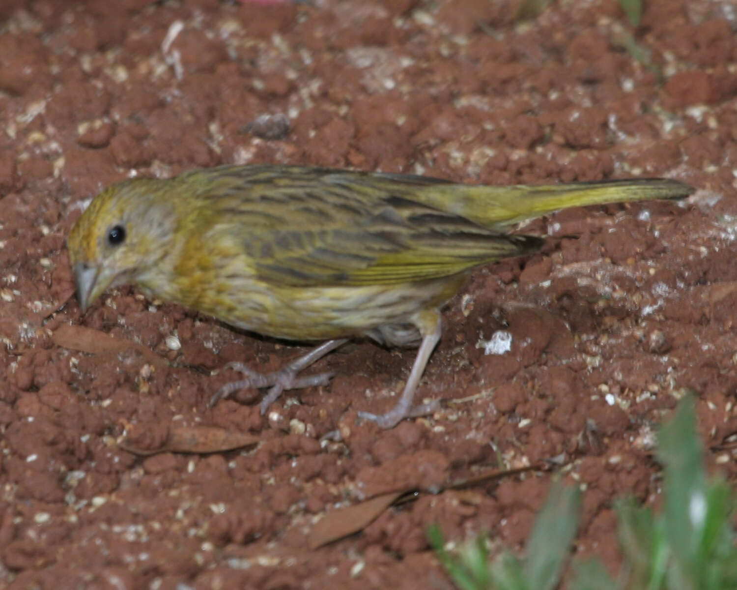 Image of Saffron Finch