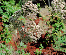 Image of Eriogonum giganteum giganteum