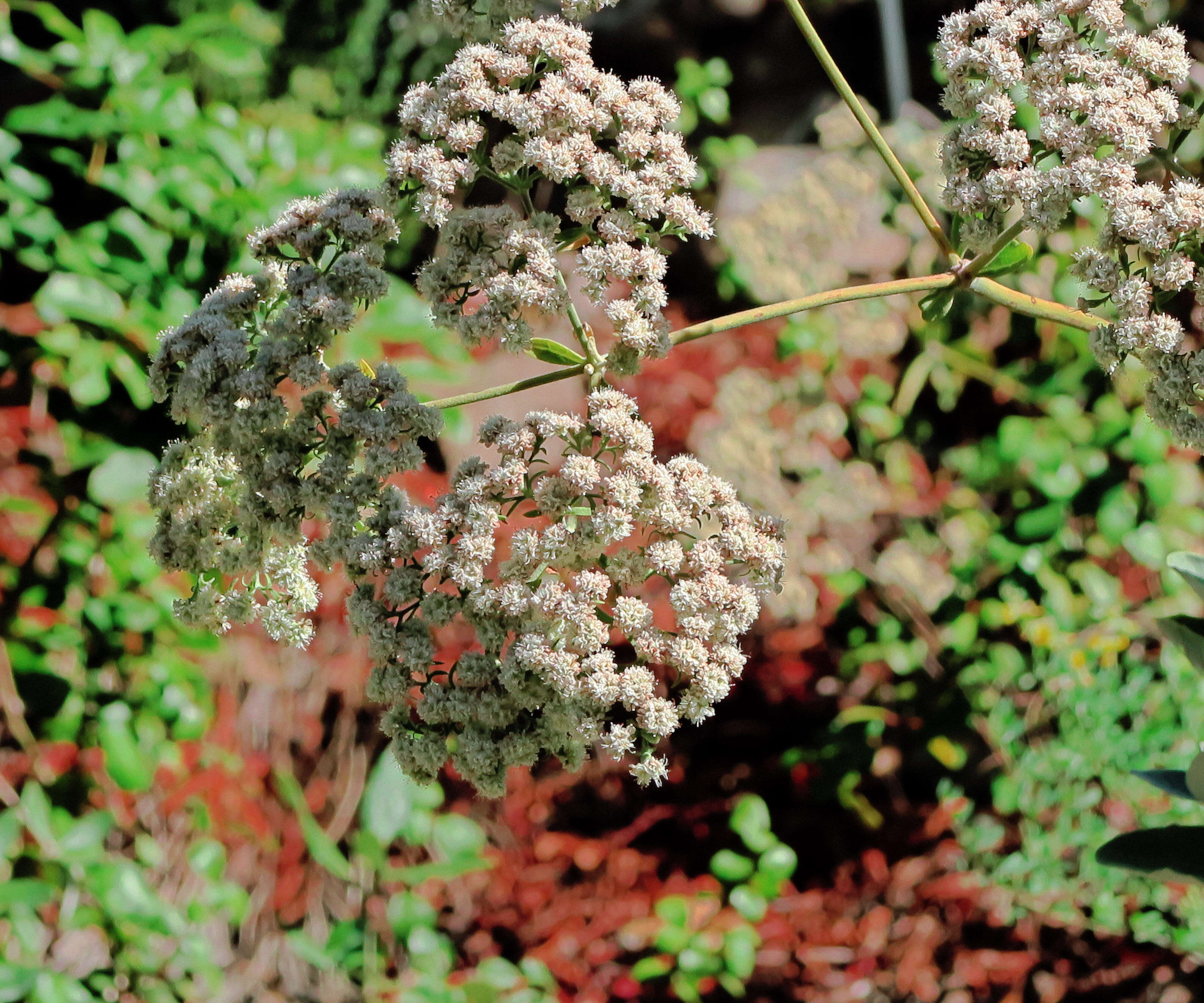 Imagem de Eriogonum giganteum giganteum