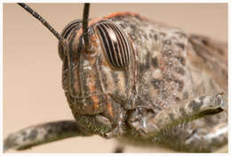 Image of egyptian grasshopper, tree locust