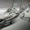 Asiatosuchus depressifrons resmi